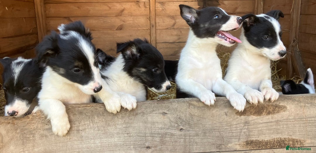 Border Collie dogs for sale: Pure border collies ready now  - Image 7