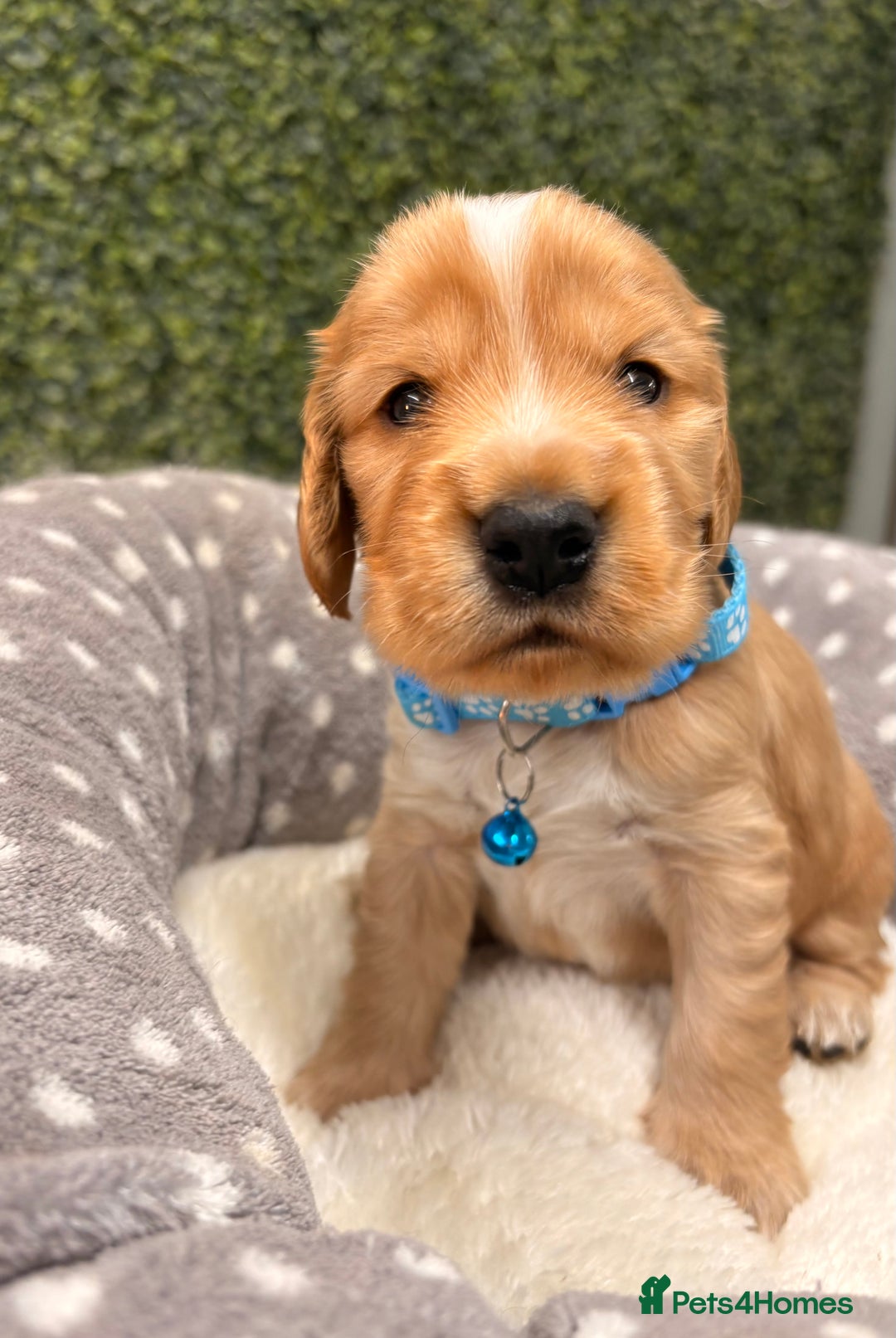 Cocker Spaniel dogs for sale: 🧡🤎 KC REG Show Cocker Spaniel Puppies For Sale - Advert 1