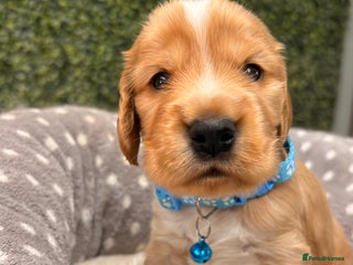 Cocker Spaniel dogs 🧡🤎 KC REG Show Cocker Spaniel Puppies For Sale - Advert 10