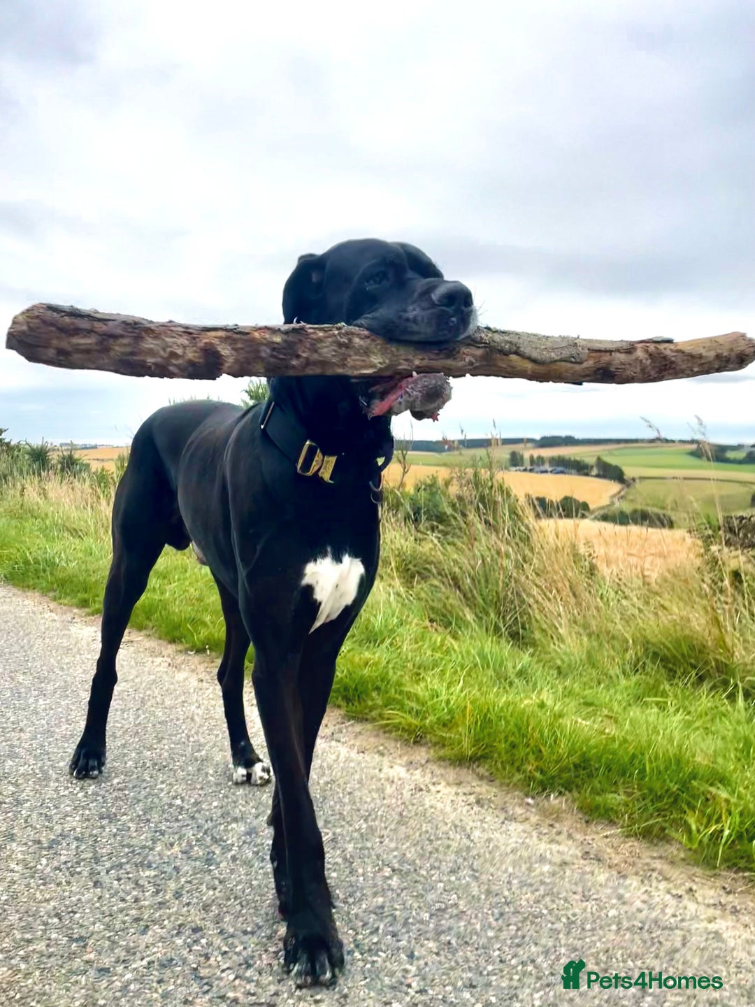 Great Dane dogs for stud: Free Stud BUT Will take a Puppy of Choice Instead in Huntly - Advert 2