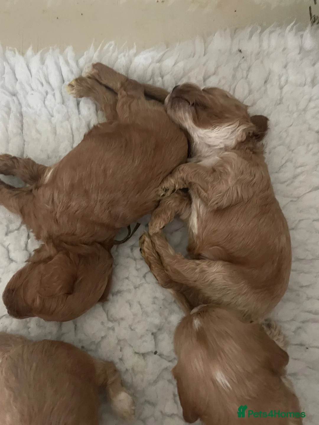 Cockapoo dogs for sale: F1 beautiful litter red and apricot  - Advert 2
