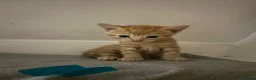Persian cats for sale: Beautiful Persian x Maine coon Kittens - Advert 4