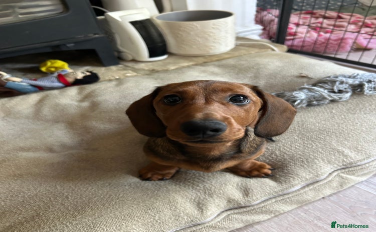 Miniature Dachshund dogs - Advert 4