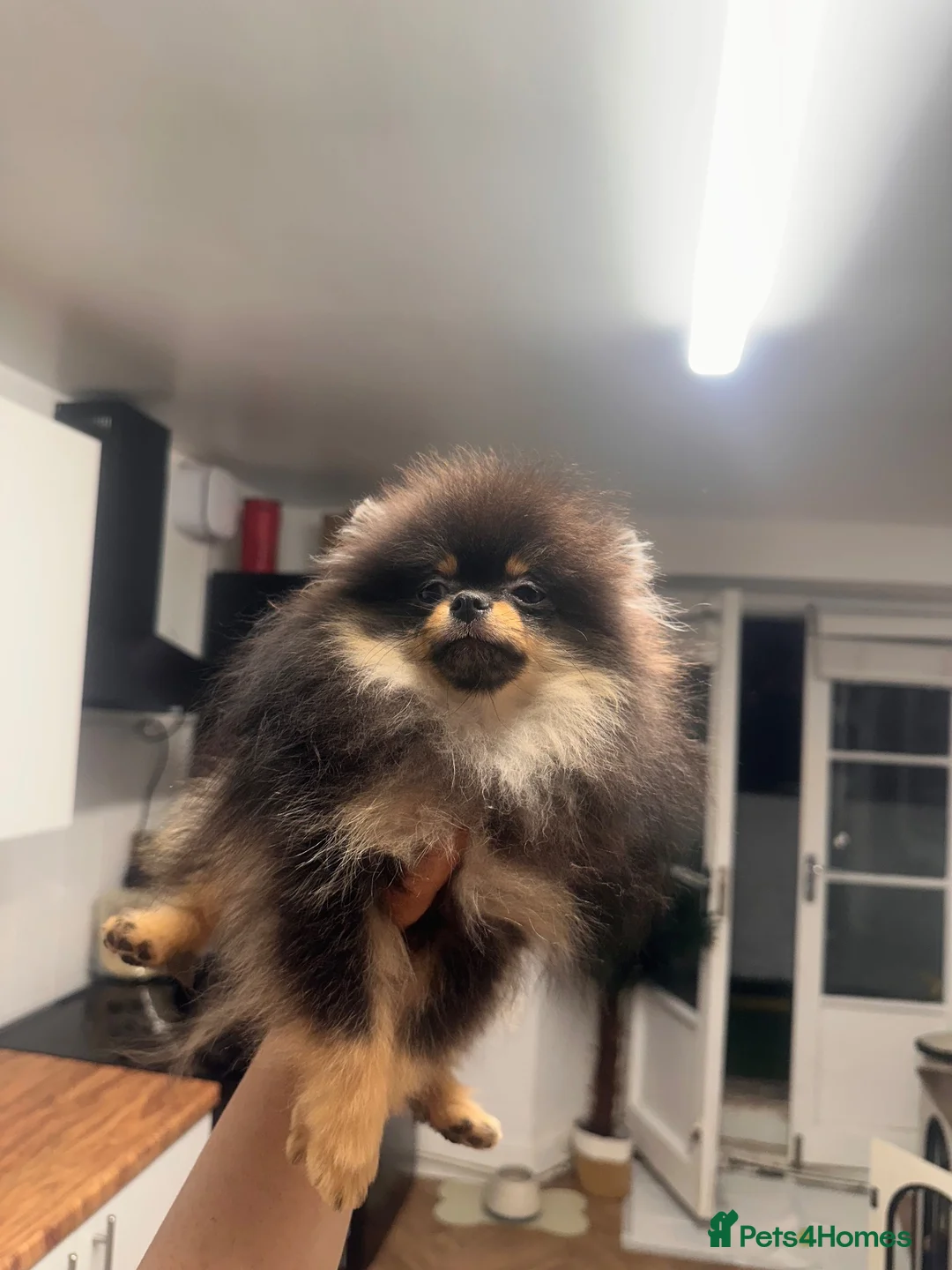 Pomeranian dogs for sale: Girl Pomeranians 🖤🤍 - Advert 2