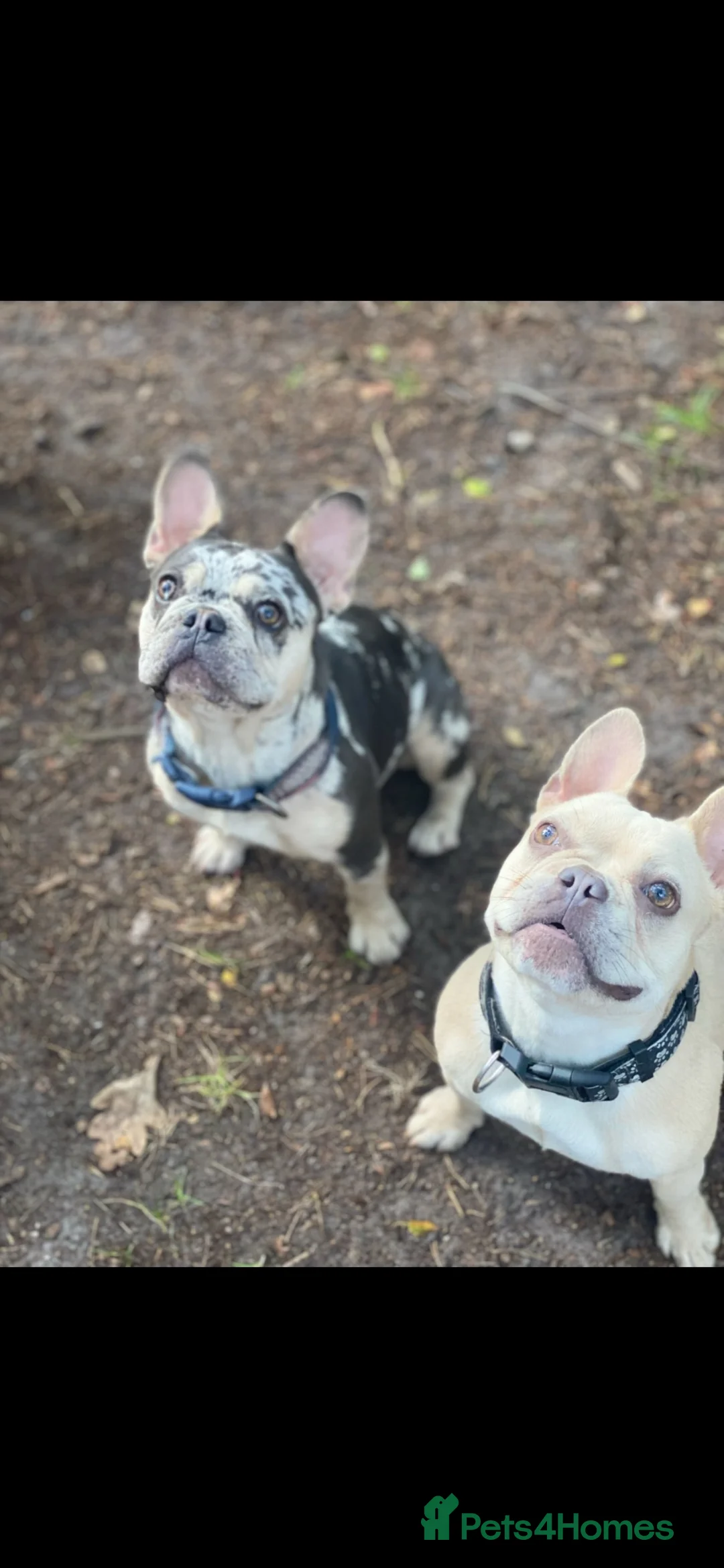 French Bulldog dogs for sale: Adult French bulldog for sale  in Fleet - Advert 8