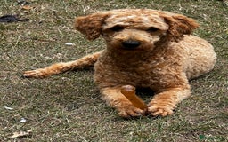 Toy Poodle dogs for stud: KC Registered Red Toy Poodle Fully DNA Tested in Radstock - Image 8