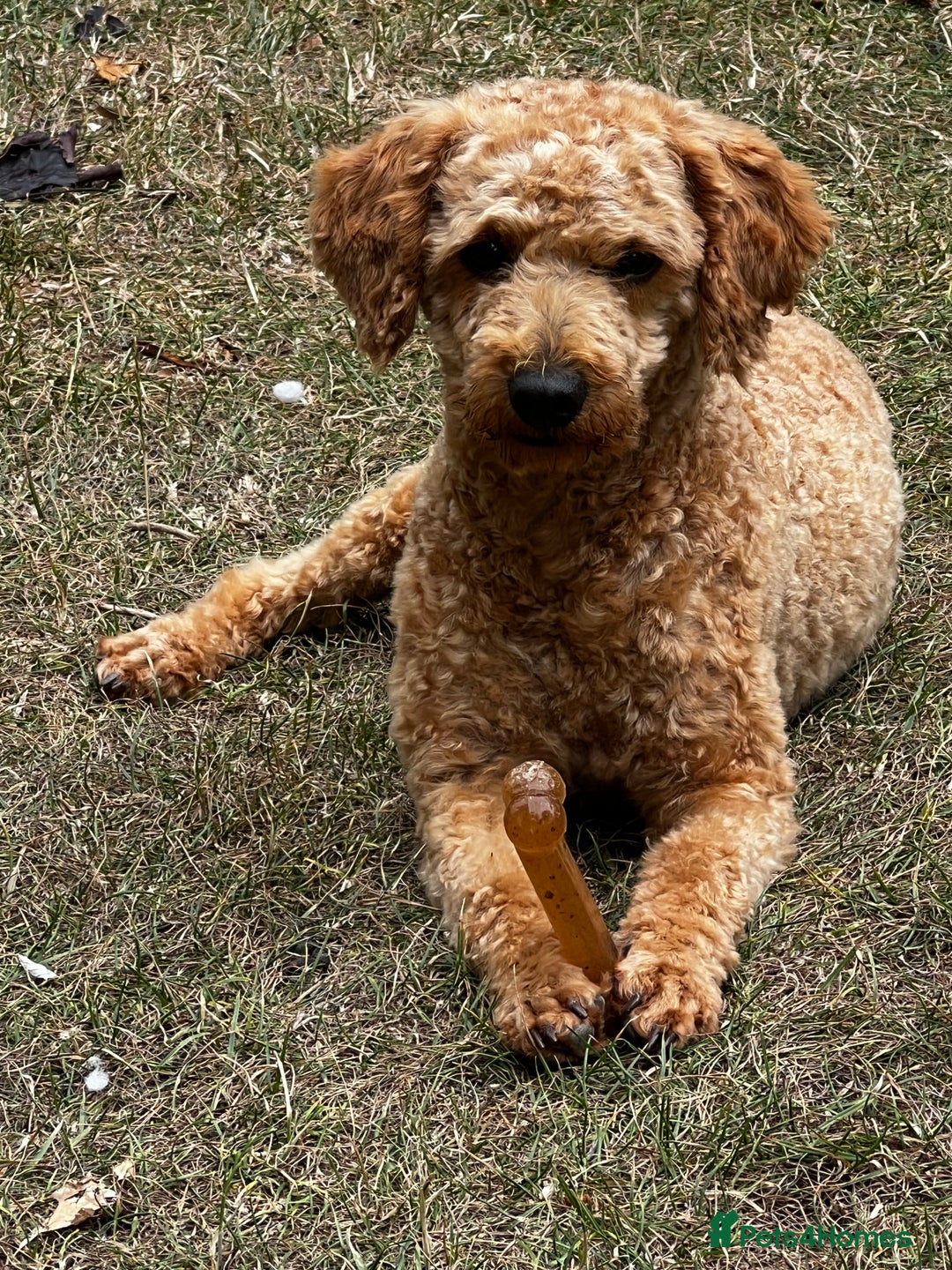 Toy Poodle dogs for stud: KC Registered Red Toy Poodle Fully DNA Tested in Radstock - Image 8