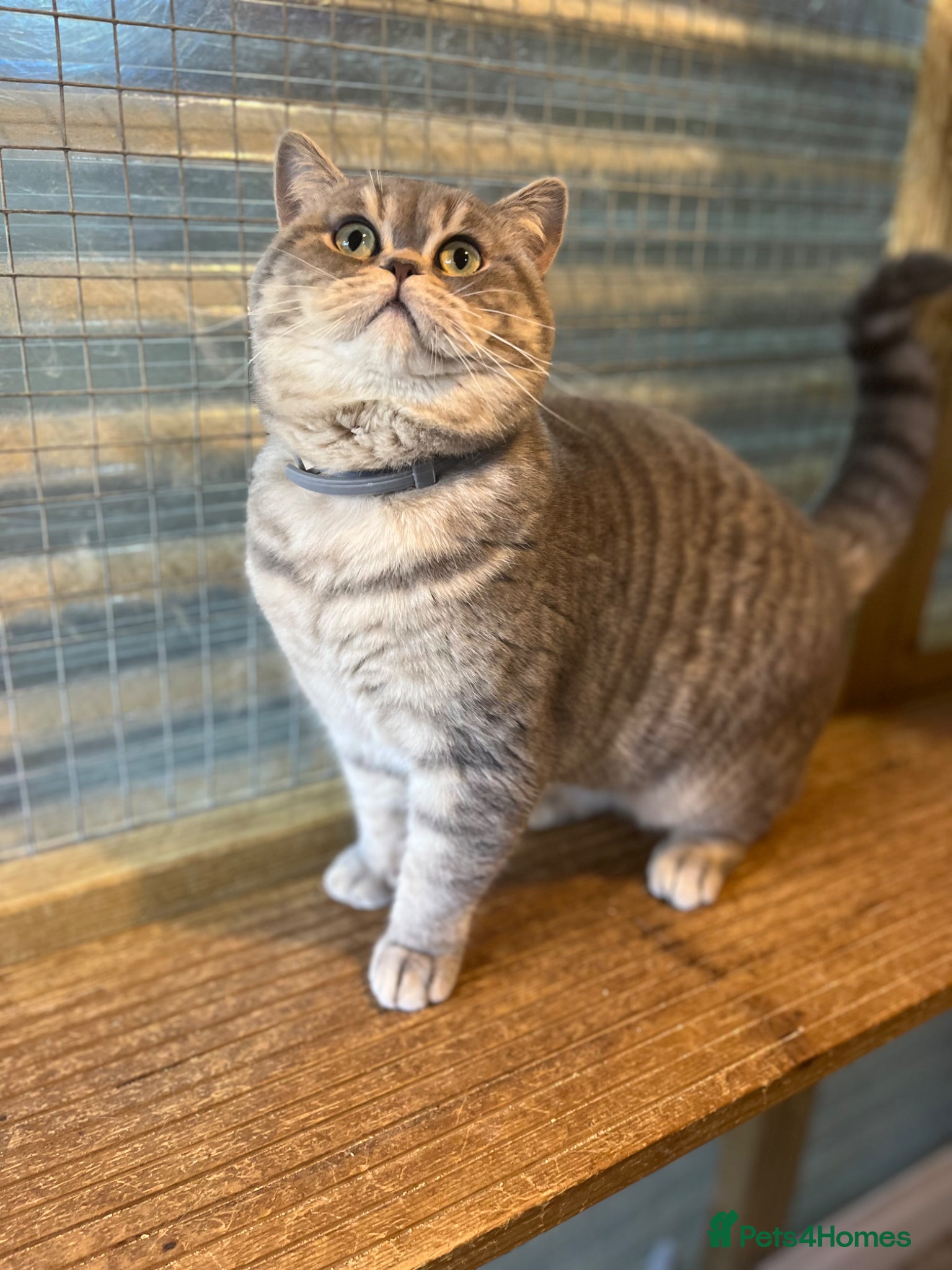 British Shorthair cats Gccf British Shorthair males for Stud  - Advert 16