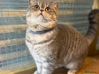 British Shorthair cats Gccf British Shorthair males for Stud - Advert 16