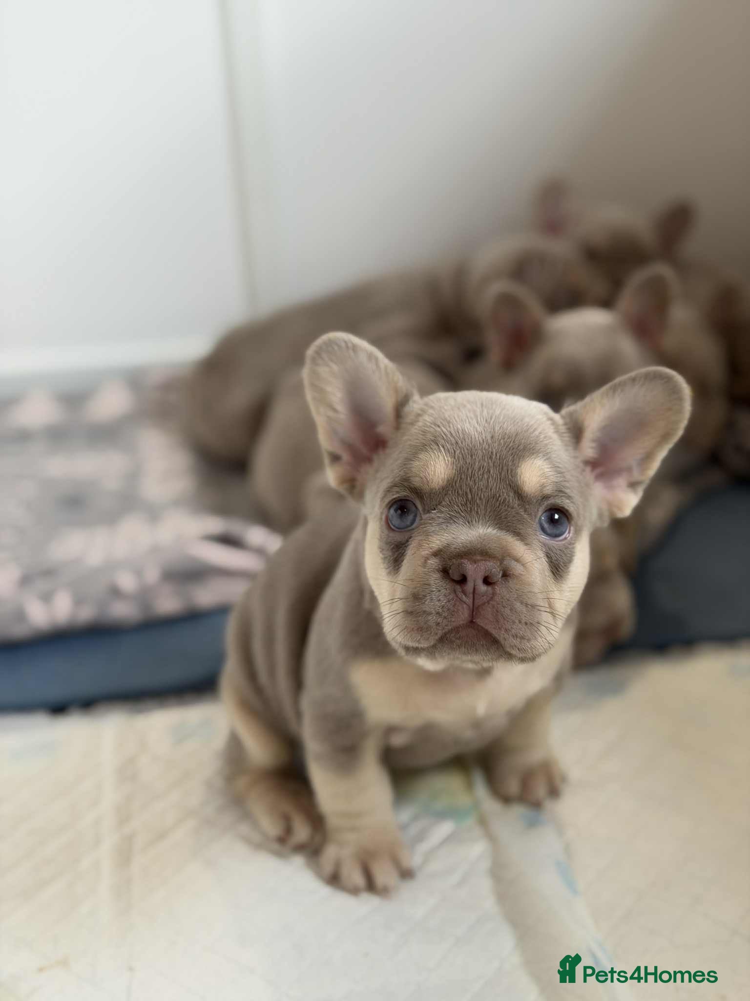 French Bulldog dogs Isabella NEWSHADE French bulldogs - Advert 6