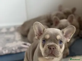 French Bulldog dogs Isabella NEWSHADE French bulldogs - Advert 6