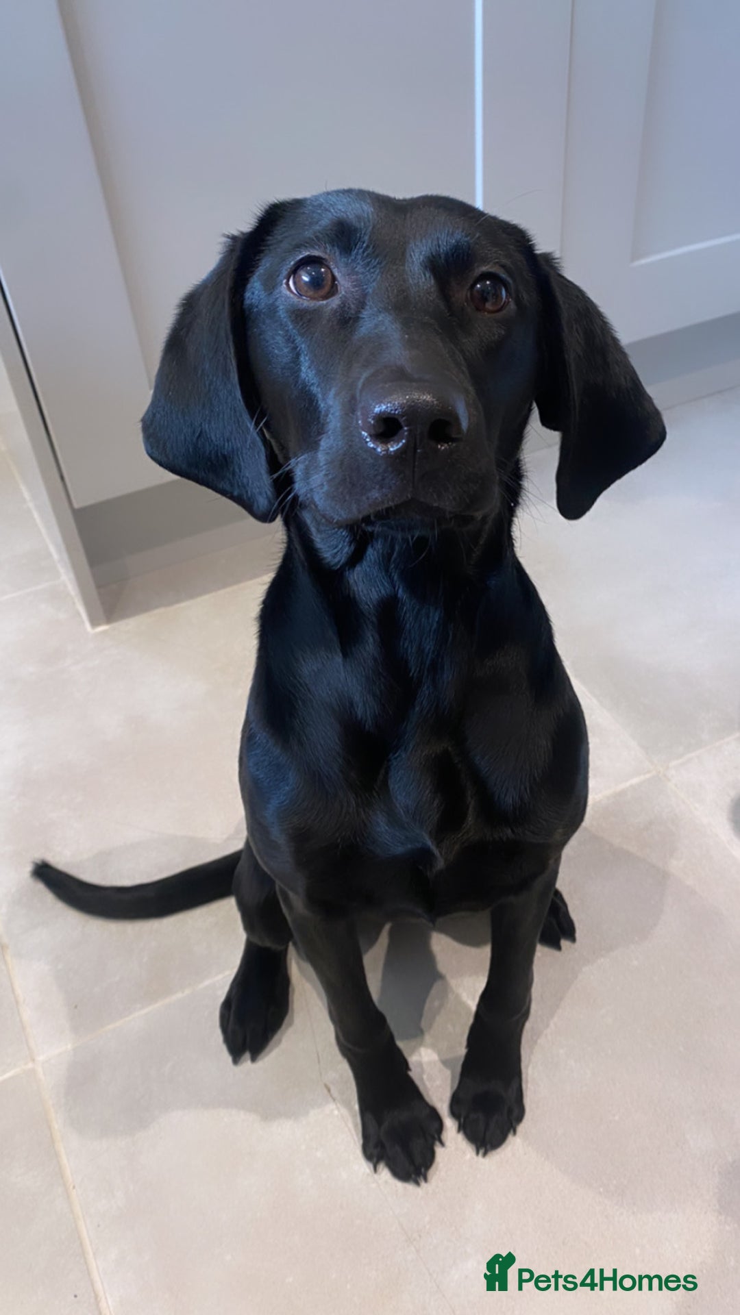 Mixed Breed dogs for sale: Vizsla x Lab  - Advert 1