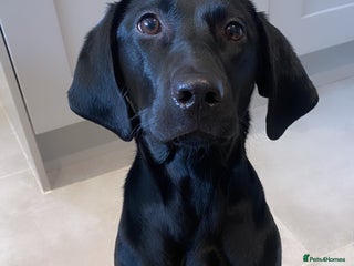 Mixed Breed dogs Vizsla x Lab - Advert 1