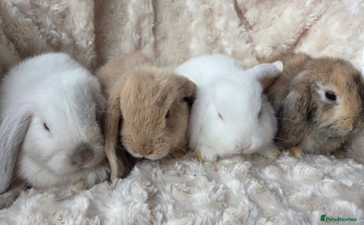Mini Lop rabbits - Advert 5