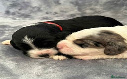 Sheepadoodle dogs for sale: unique sheepadoodles due - Image 21