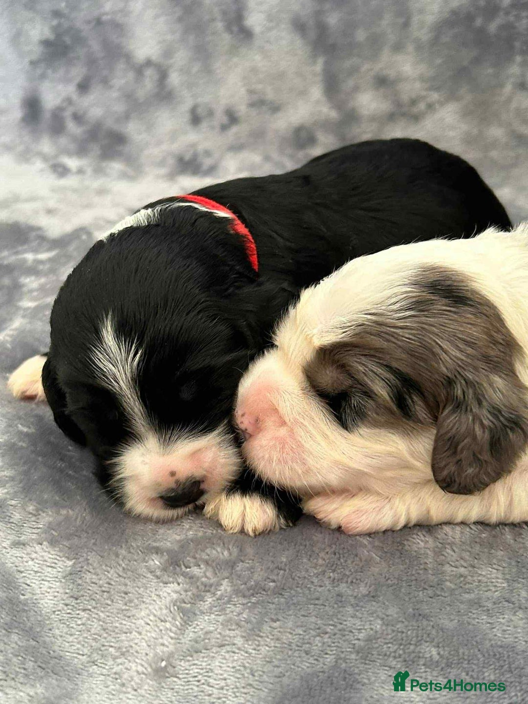 Sheepadoodle dogs for sale: unique sheepadoodles due - Image 21