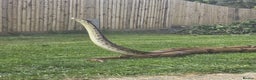 Boa Snake reptiles for sale: Hoggnose boa - Advert 1