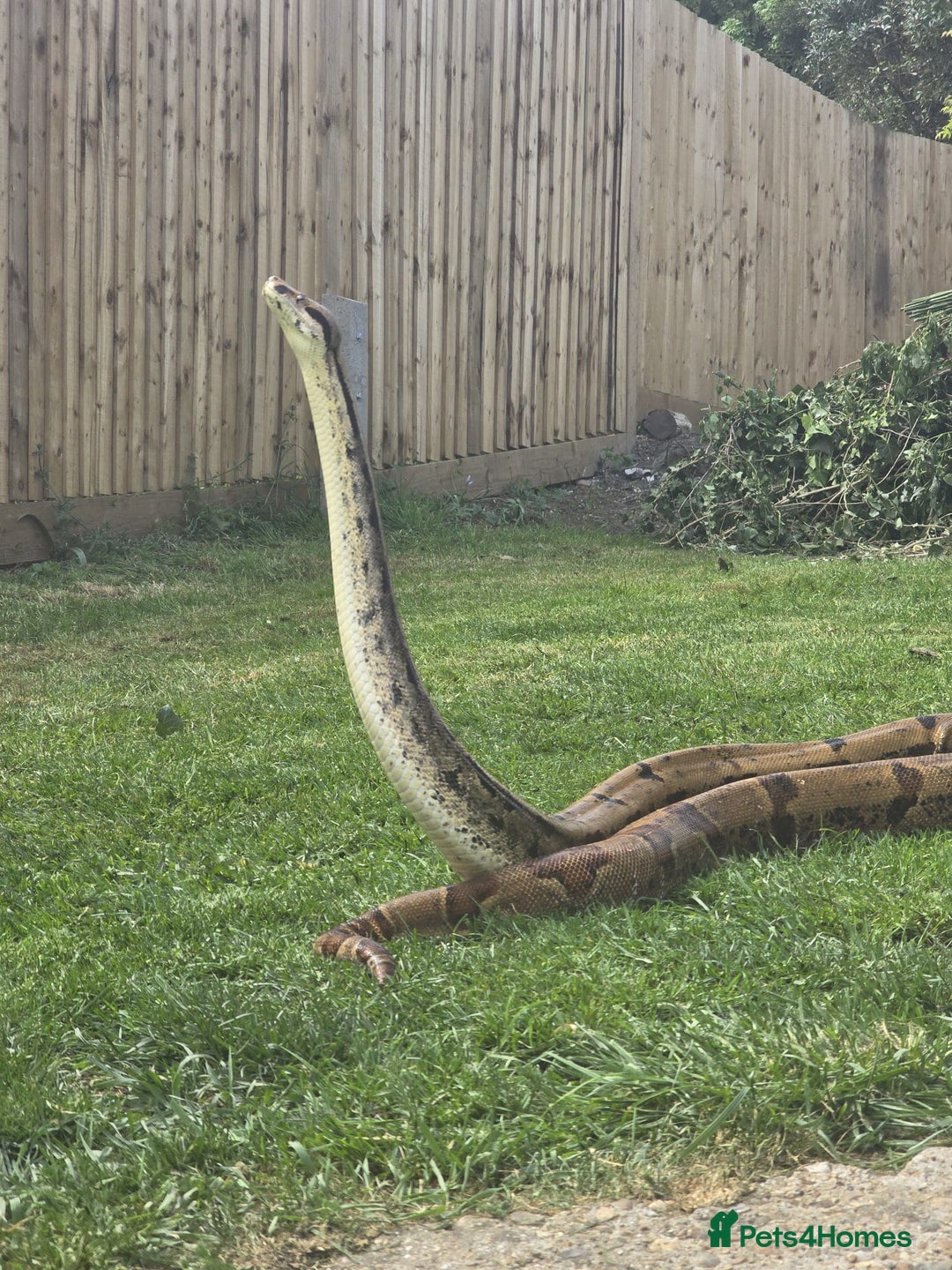 Boa Snake reptiles for sale: Hoggnose boa - Advert 1