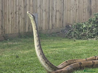 Boa Snake reptiles Hoggnose boa - Advert 1