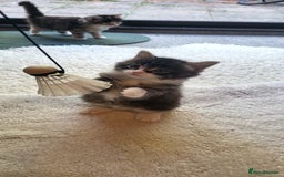 Mixed Breed cats for sale: Lovely kittens Looking for new Homes  - Image 12