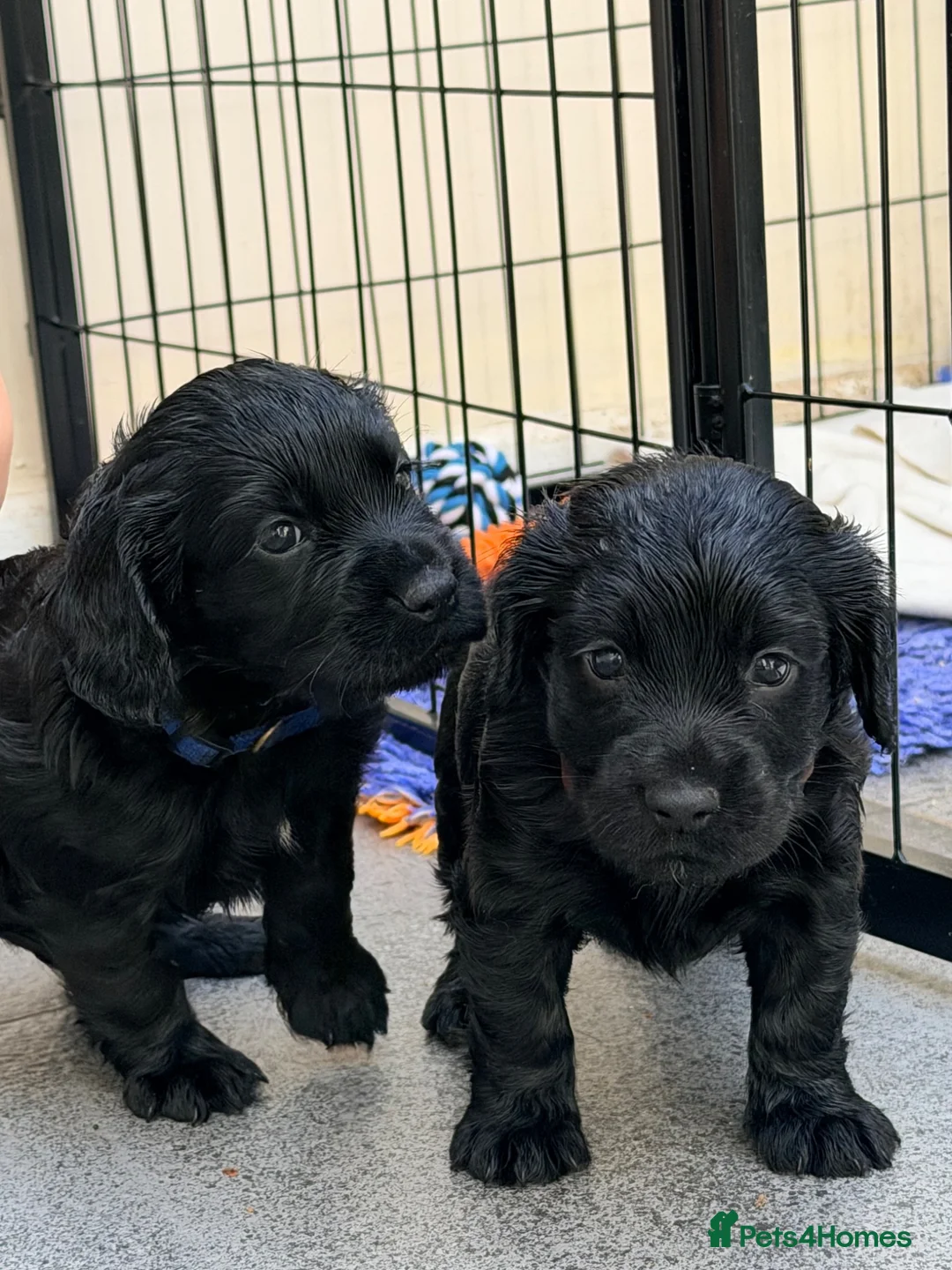 Cocker Spaniel dogs for sale: KC Cocker Spaniel  in Camborne - Advert 1