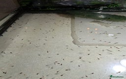 Frog reptiles for sale: Whites Tree Frog Tadpoles for sale  - Image 3