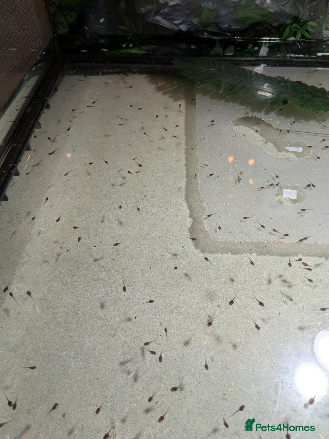 Frog reptiles for sale: Whites Tree Frog Tadpoles for sale  - Image 3