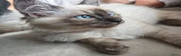 Ragdoll cats for sale: Beautifull ragdoll - Advert 4