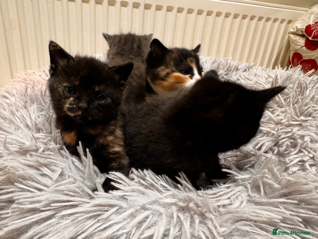 Mixed Breed cats for sale: 4 beautiful kittens - Advert 15
