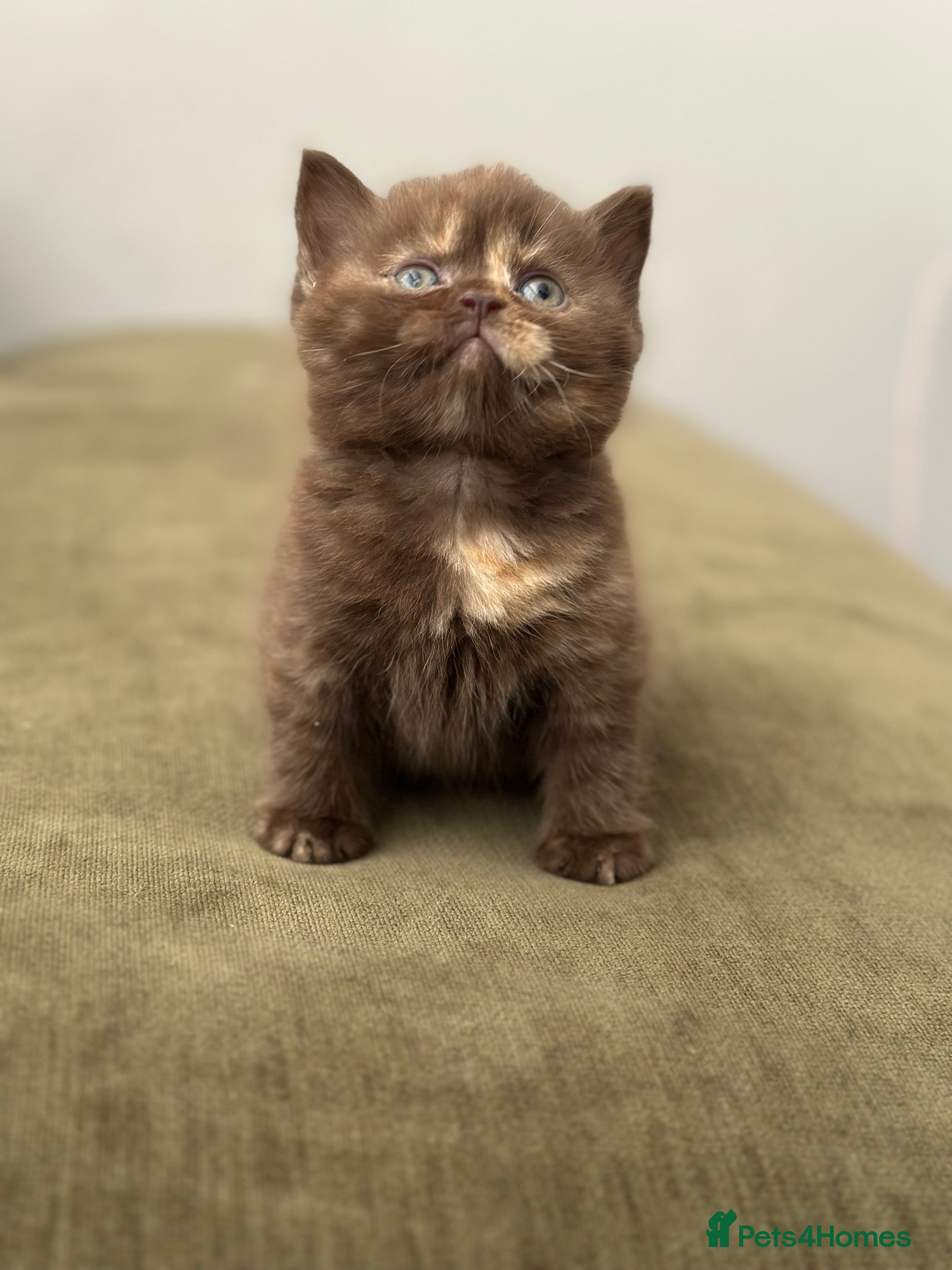 British Shorthair cats British short and longhair kittens Chocolate/red - Advert 2