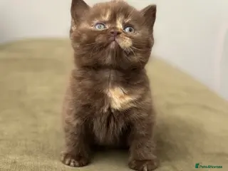 British Shorthair cats British short and longhair kittens Chocolate/red - Advert 2