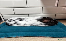 Guinea Pig rodents for sale: Dalmatians - Image 9