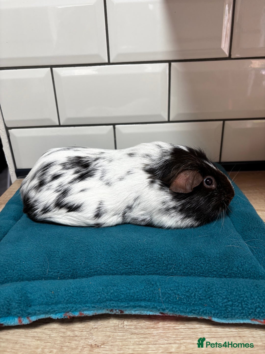 Guinea Pig rodents for sale: Dalmatians - Image 9