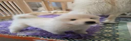 Samoyed dogs for sale: 2last samoyed left in London - Advert 4