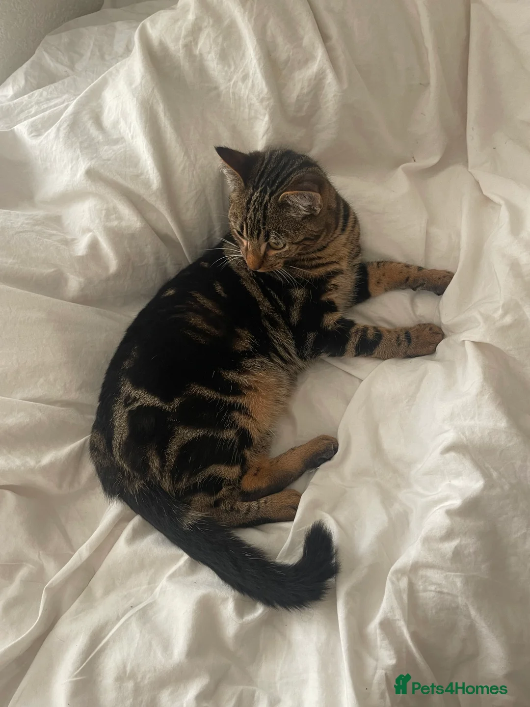 Bengal cats for sale: Mixed bengal kitten - Advert 2