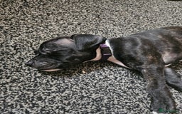 Staffordshire Bull Terrier dogs for sale: Full Staffordshire Bull Terrior puppies for sale - Image 16