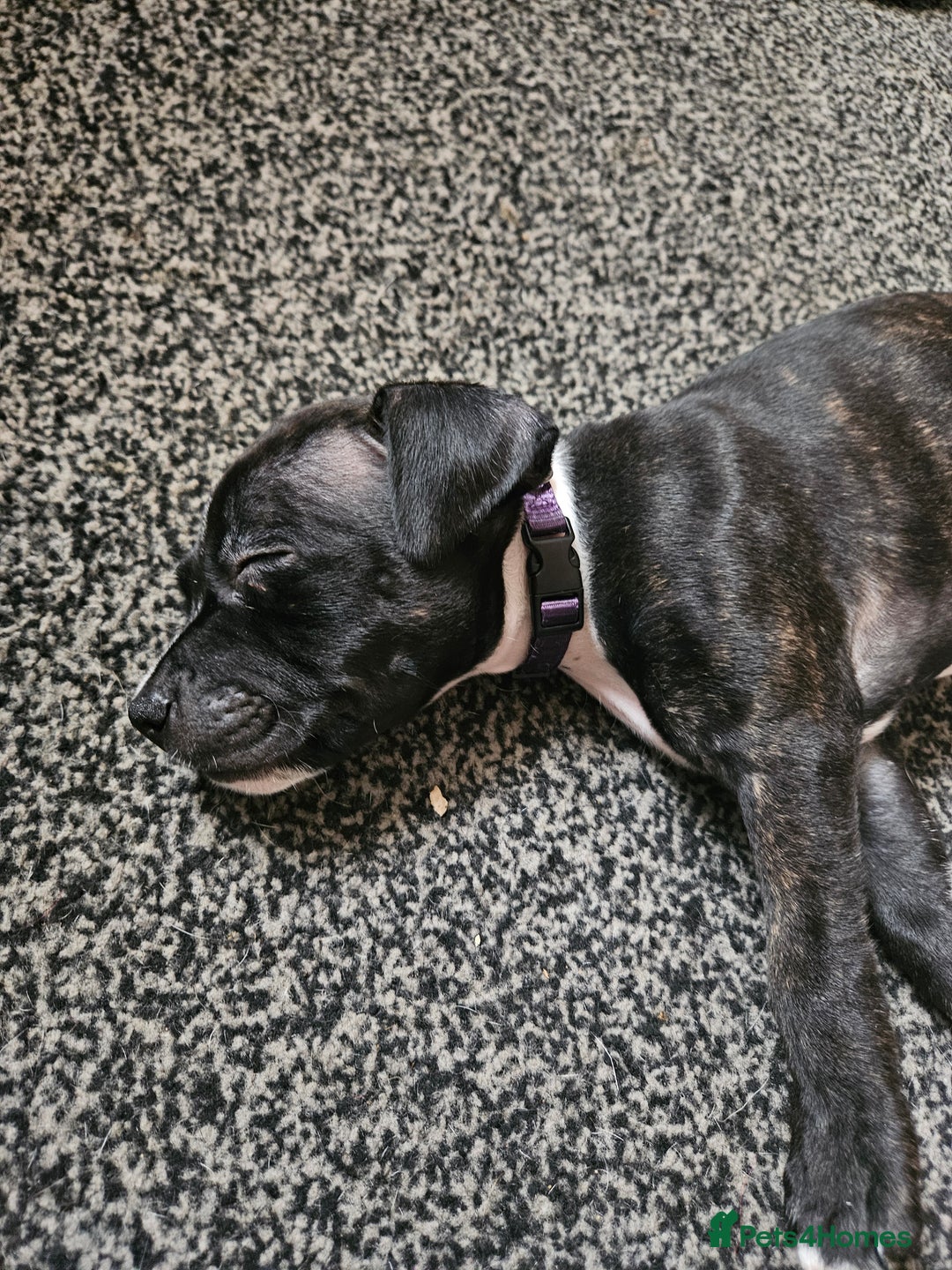 Staffordshire Bull Terrier dogs for sale: Full Staffordshire Bull Terrior puppies for sale - Image 16