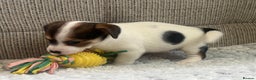 Jack Russell dogs for sale: Gorgeous short-legged Jack Russell Puppies! - Advert 16
