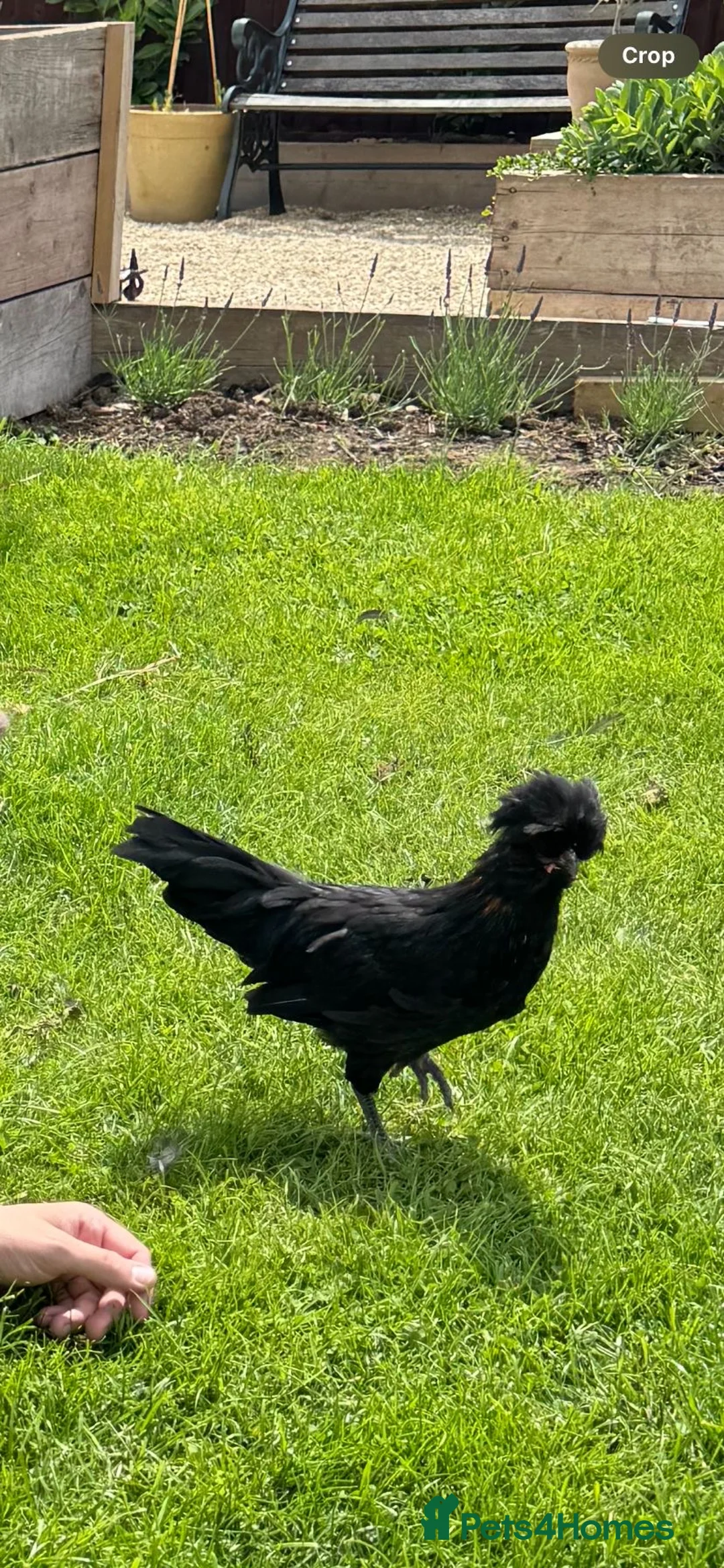 Chickens poultry for sale: Young polish cockerels  - Advert 4