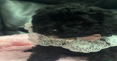 Cavapoo dogs Extensively health tested F1 cavapoo babies  - Advert 4