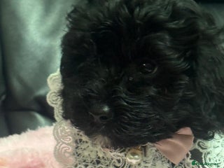 Cavapoo dogs Extensively health tested F1 cavapoo babies - Advert 6