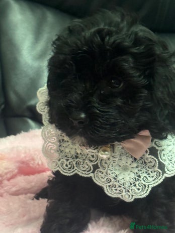 Cavapoo dogs Extensively health tested F1 cavapoo babies - Advert 10