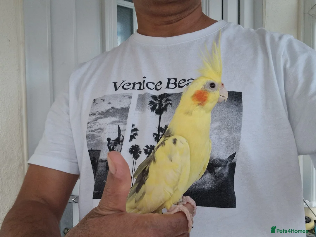 Cockatiels birds for sale: Super silly hand tamed baby budgies  - Advert 1