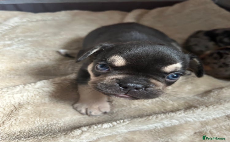 French Bulldog dogs - Advert 10