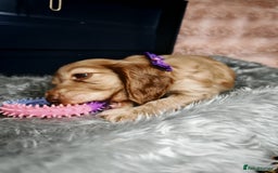 Cocker Spaniel dogs for sale: STUNNING LITTER OF KC SHOW COCKER SPANIEL PUPS!  - Image 8
