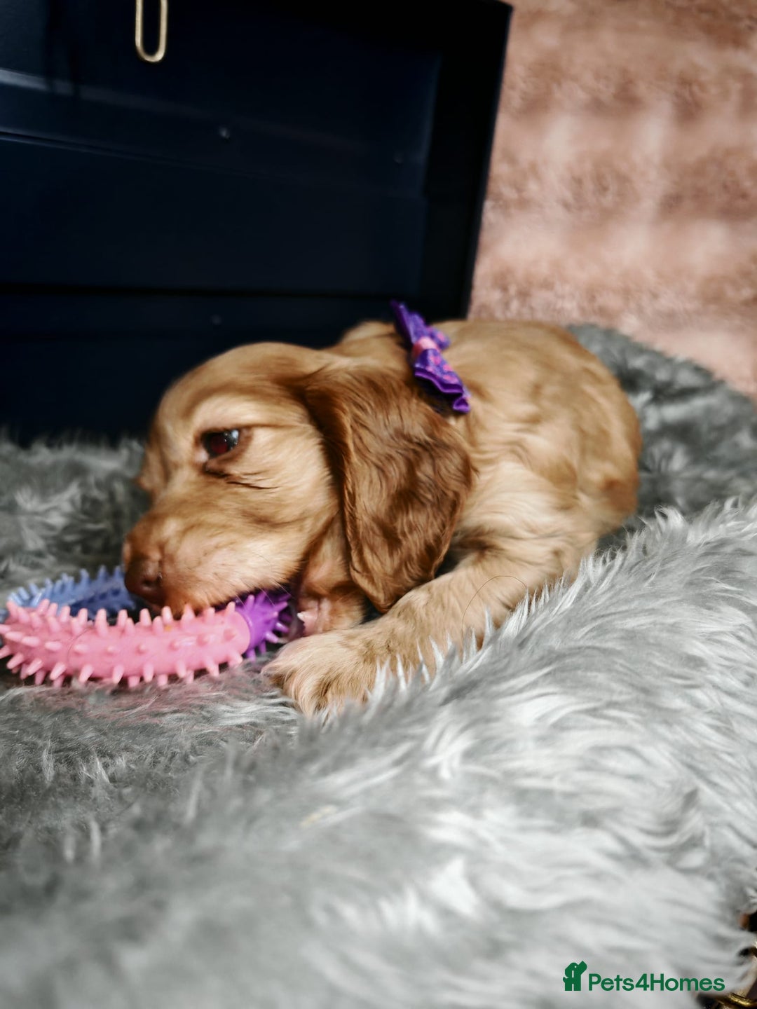 Cocker Spaniel dogs for sale: STUNNING LITTER OF KC SHOW COCKER SPANIEL PUPS!  - Image 8