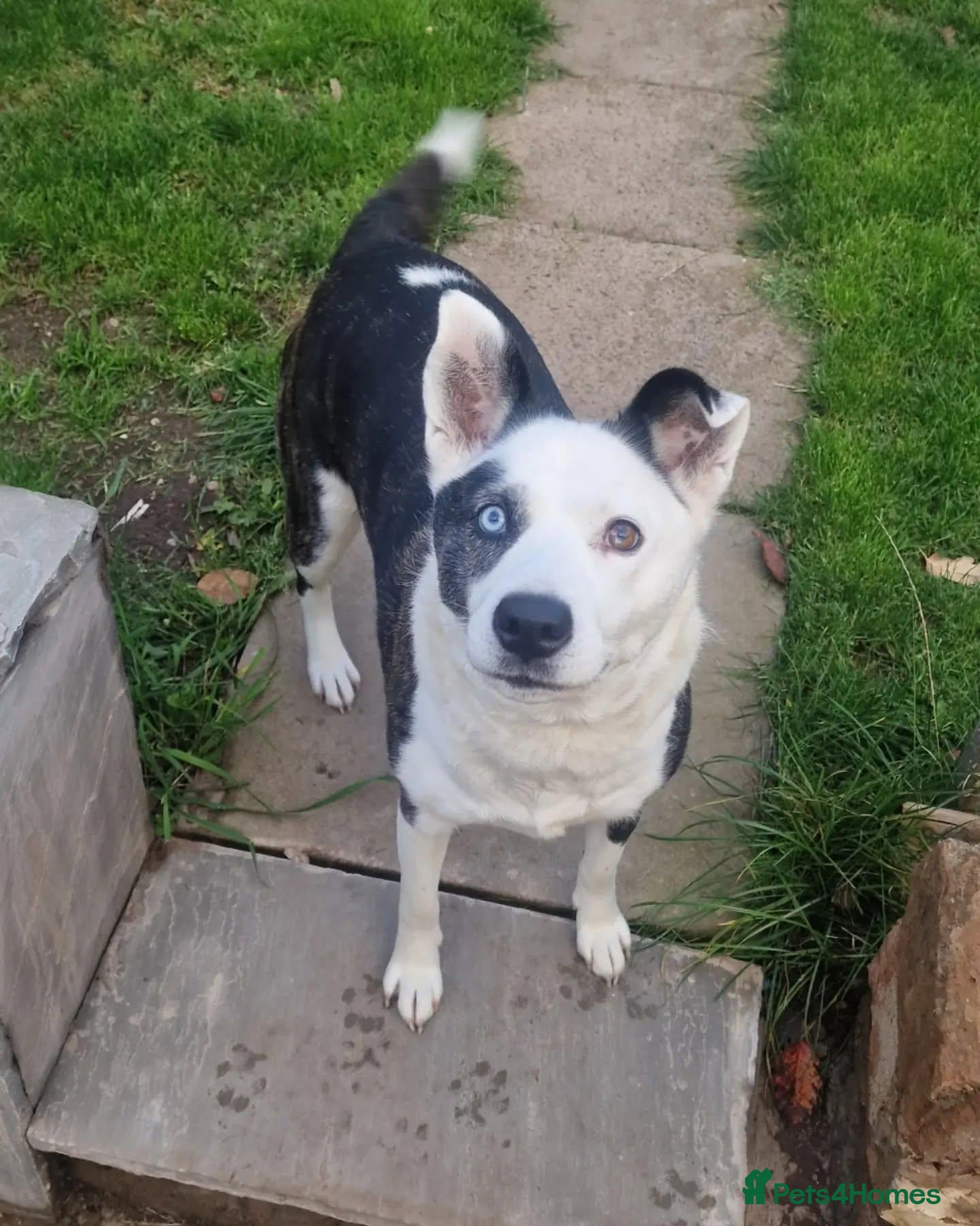 Mixed Breed dogs Border Collie Cross Staffordshire Bull Terrier - Advert 1