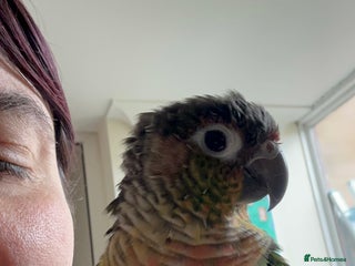 Conures birds in Stevenage - Advert 3