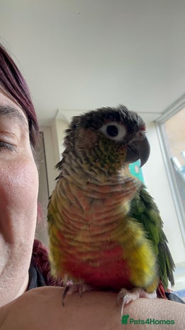 Conures birds in Stevenage - Advert 3