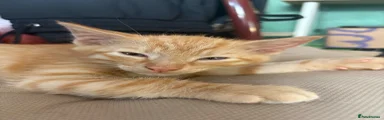 Ginger boy